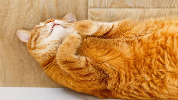 Pişiyiniz niyə kölgəniz kimi hər yerdə arxanızca gəlir? - Mütəxəssislərin açıqlaması