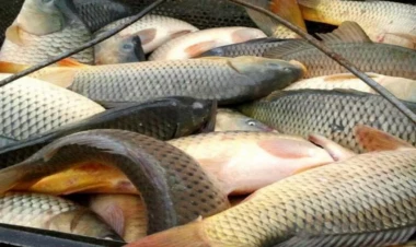 Balıq ovu üçün kvota təsdiqləndi