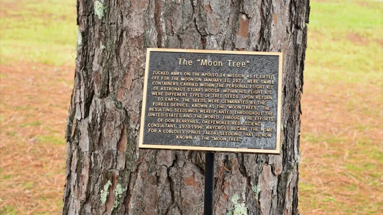 Yanından keçdiyiniz ağac əslində aydan gəlmiş ola bilər