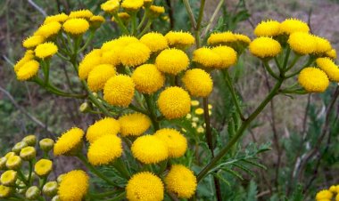 Qaraciyəri 7 günə sağaldır - Dağtərxununun faydaları