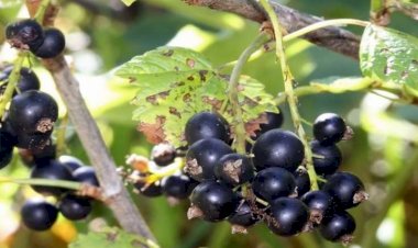 Bu giləmeyvə ömrü 10 il uzada bilər