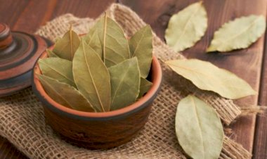 Dəfnə yarpağının inanılmaz faydaları