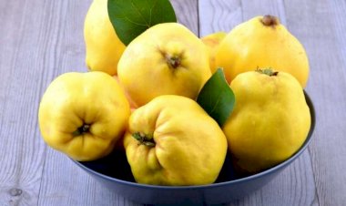 Heyvanın bilmədiyimiz faydaları - 1001 dərdin dərmanıdır