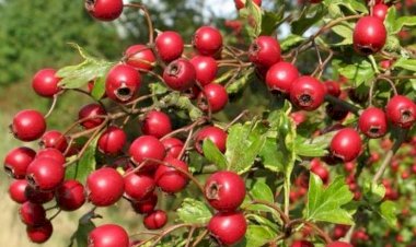 Ürək problemi olanlar hər gün bu meyvədən yeməlidir