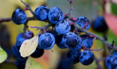 Bu xəstəliyi olanlar göyəm yeməlidir