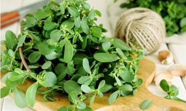 Min bir dərdin DƏRMANI: Bu xəstəlikləri olanlar mütləq İSTİFADƏ ETSİN!