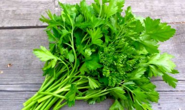 Cəfəri bitkisinin möcüzəvi faydaları