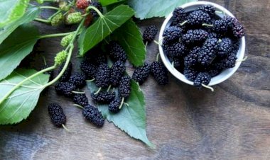 Hər gün tut yeməyin inanılmaz faydaları