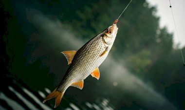 Azərbaycan balıq ovunu 1 %-dən çox artırıb