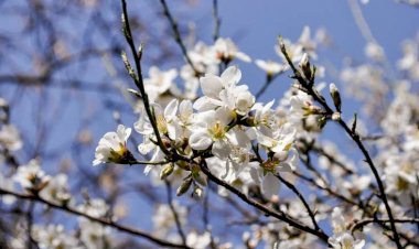 Sabah 20 dərəcə isti olacaq