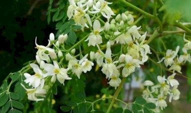 Ən faydalı bitki sayılır - Xərçəngin dərmanı imiş