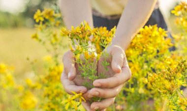 Min dərdə dərman olan bitki - Mövsümü gəldi