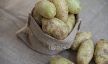 Belə kartofu qətiyyən almaq olmaz