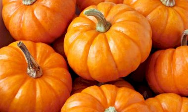 Rasionunuza balqabaq əlavə etməyin 7 vacib səbəbi