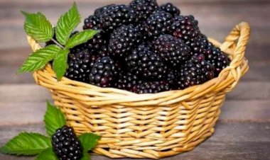 Böyürtkən bu xəstəlikləri sağaldır