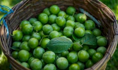 Bu problemi olanlar alça yeməlidir