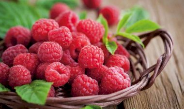 Moruq bu xəstəlikləri sağaldırmış