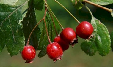 Bu bitki xərçəngin qarşısını alır