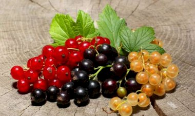 Bu problemlə üzləşənlər qarağat yeməlidir